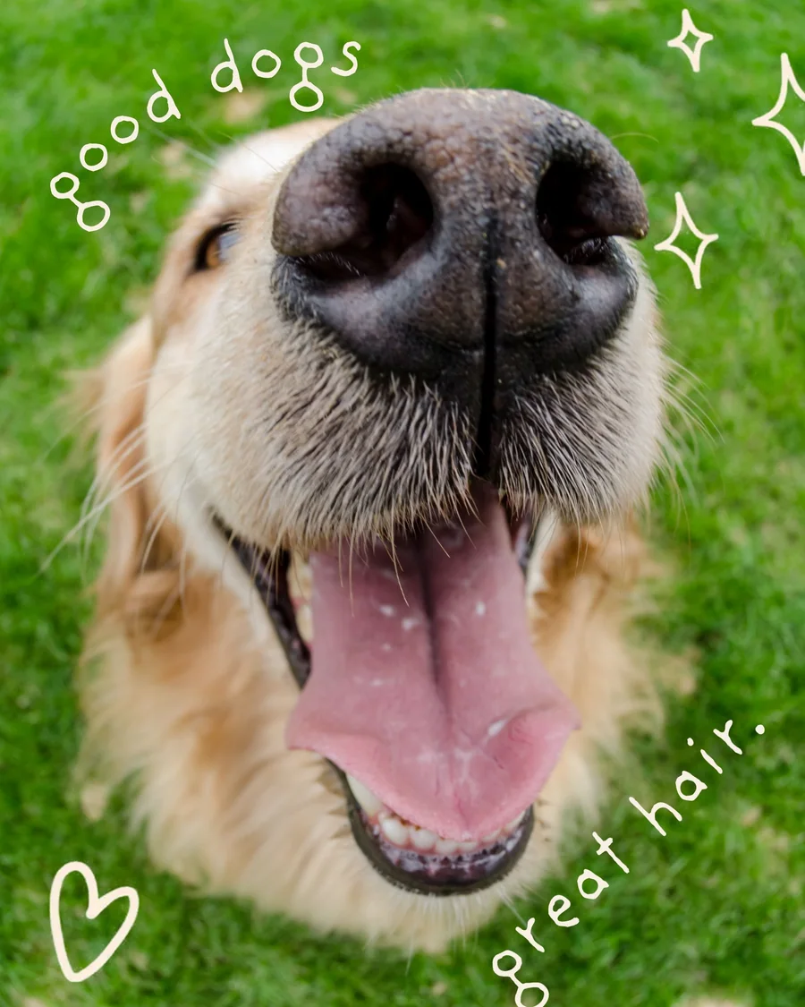 Close-up of a golden retriever with the text “good dogs, great hair.”
